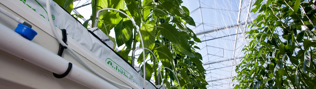 Rivulis SuperTif PC Drippers: Pressure-Compensating On-Line Drip Irrigation for Professional Growers