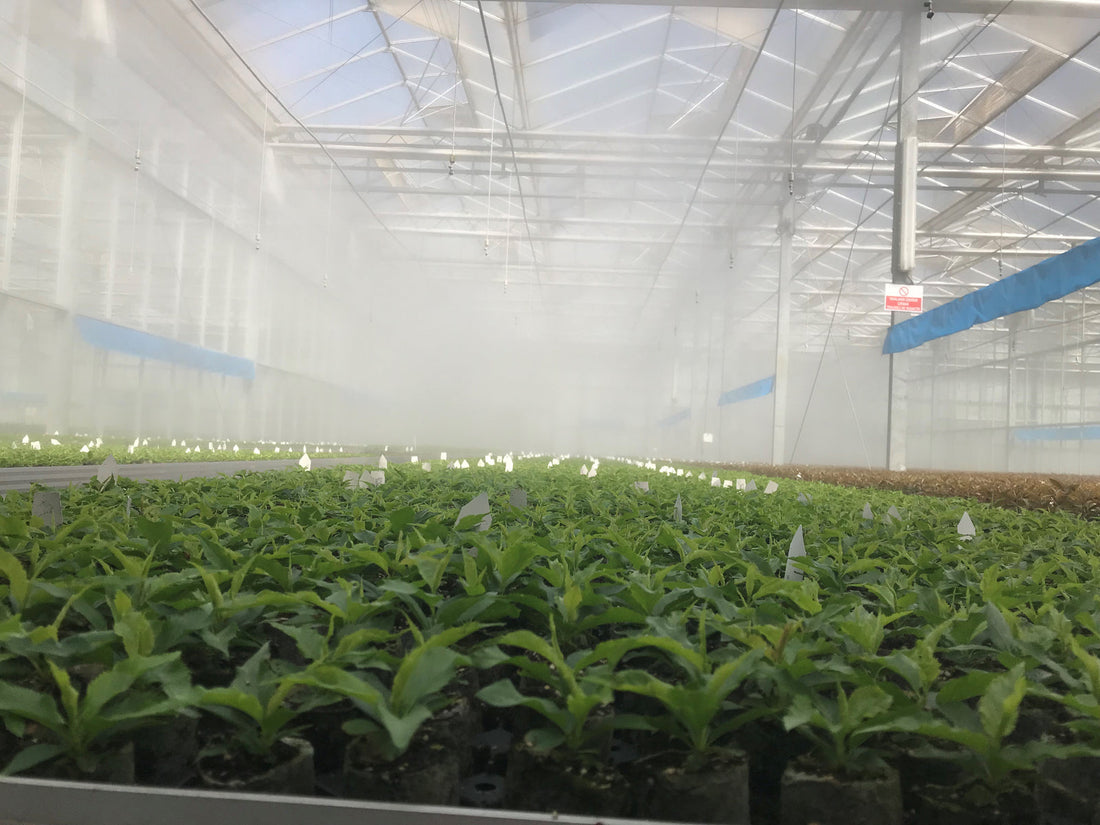Fogging and Misting for Greenhouses: NDJ by Rivulis Super Fogger