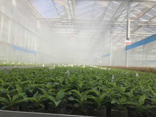 Fogging and Misting for Greenhouses: NDJ by Rivulis Super Fogger