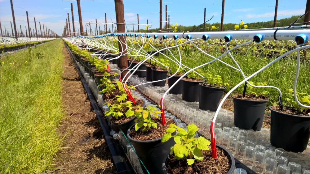 Rivulis Dripper sets (Medium Opening)