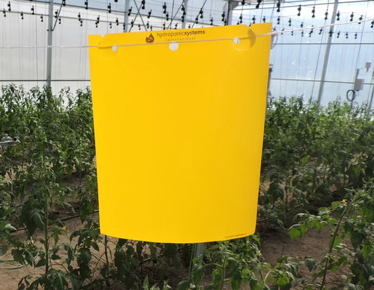 PEST CONTROL STICKY TRAPS (50 traps per pack)